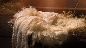 Bild der Veranstaltung