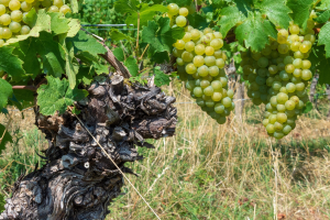 Bild der Veranstaltung