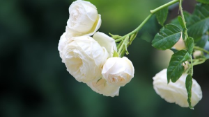 Bild der Veranstaltung